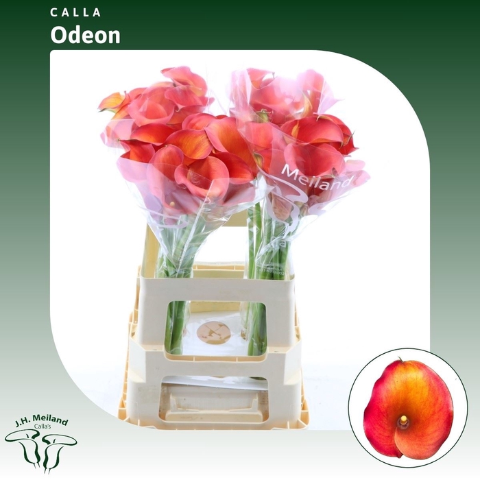 <h4>Calla Odeon</h4>