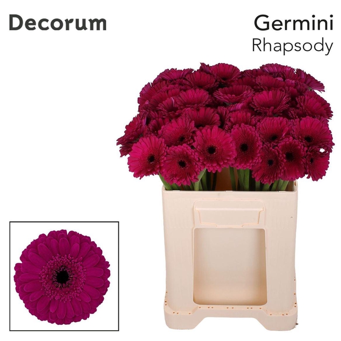 <h4>Ge Mi Rhapsody Diamond 07 CM,(NL),(20)</h4>