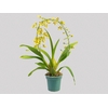 ONCIDIUM SUMMER WIND P14 MIN 1 HT ARCO
