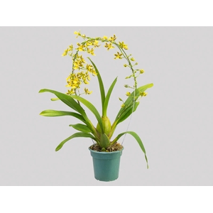 ONCIDIUM SUMMER WIND P14 MIN 1 HT ARCO