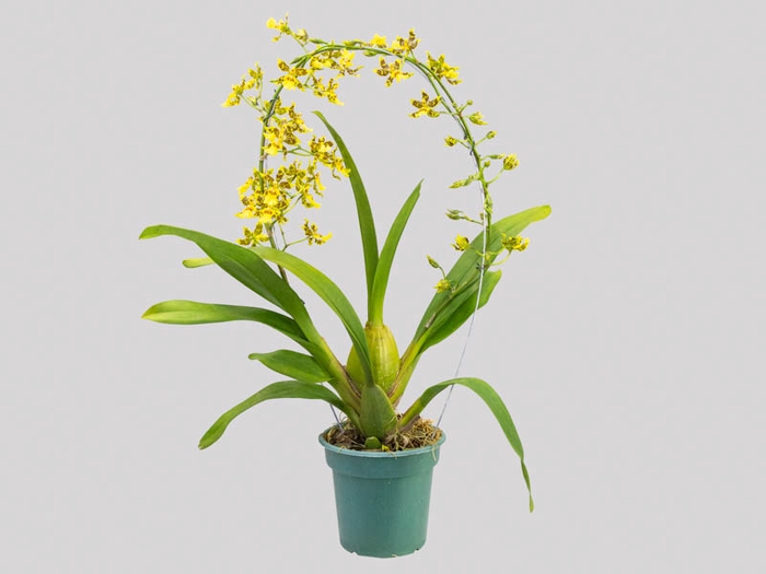 <h4>ONCIDIUM SUMMER WIND P14 MIN 1 HT ARCO</h4>