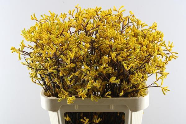 <h4>Anigoz Yellow Gem</h4>