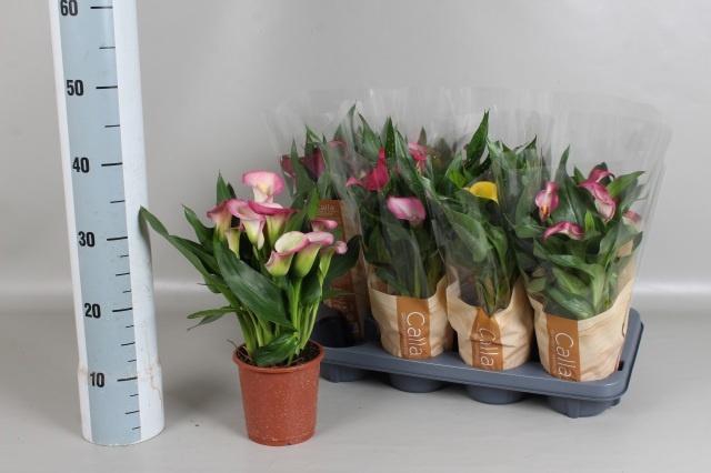 <h4>ZANT GEM 7 KL</h4>