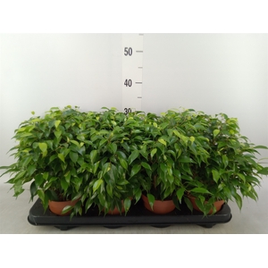 Ficus benja. 'Green Kinky'