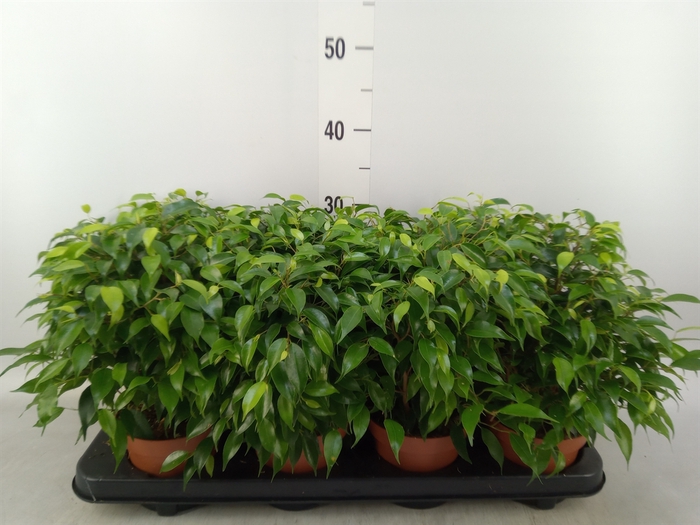<h4>Ficus benja. 'Green Kinky'</h4>