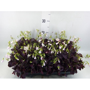 Oxalis trian. 'Mijke'