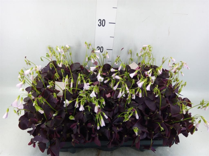 <h4>Oxalis trian. 'Mijke'</h4>