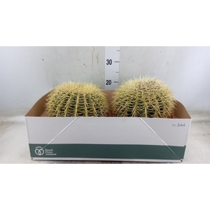 Echinocactus grusonii