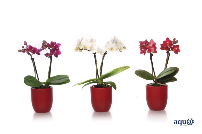 <h4>Hugo Wine Red Tiny Dolls Mix 2T10+ Aqu@</h4>