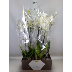 Phalaenopsis   ...white