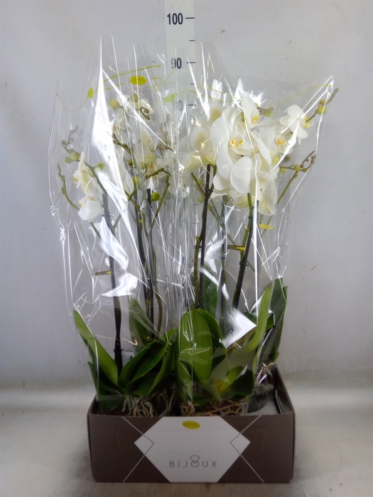 <h4>Phalaenopsis   ...white</h4>