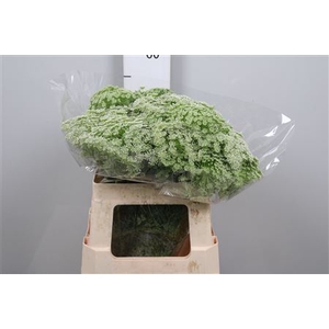 Ammi Visnaga
