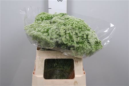 <h4>Ammi Visnaga</h4>