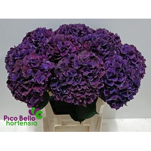 Hydrangea mag ruby red purple
