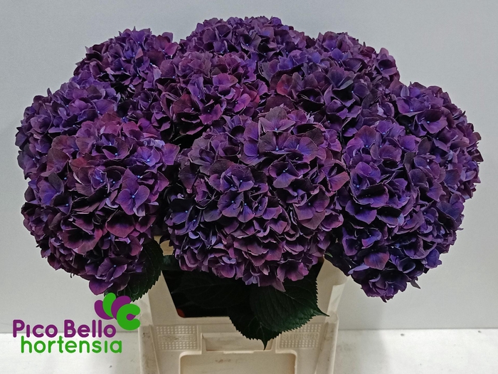<h4>Hydrangea mag ruby red purple</h4>