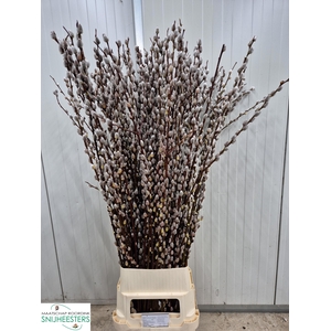 SALIX MAGICAL SILVER