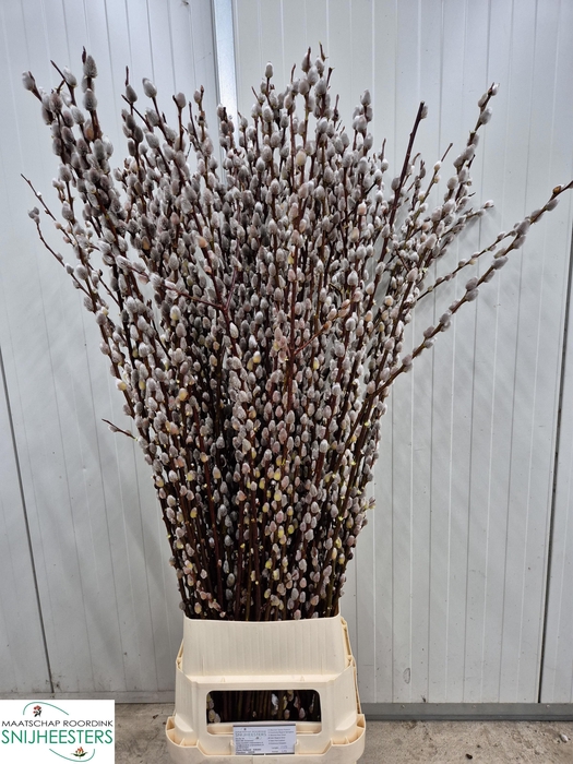 <h4>SALIX MAGICAL SILVER</h4>