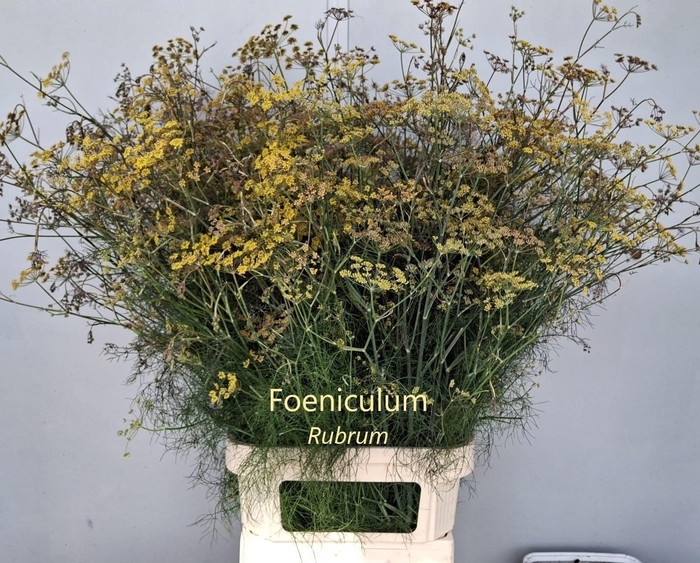 <h4>FOENICULUM VULGARE</h4>