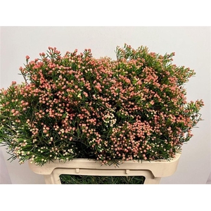 CHAME UN JUPITER SOL