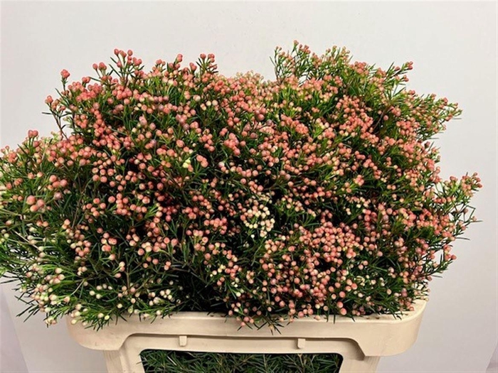 <h4>CHAME UN JUPITER SOL</h4>