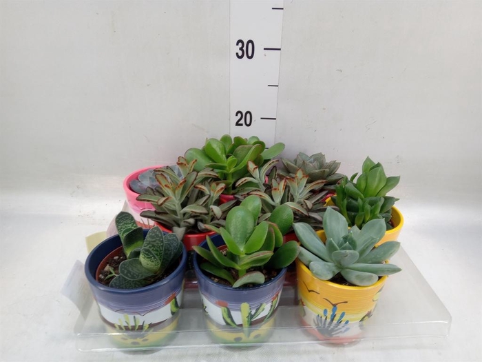 <h4>Succulents   ...</h4>