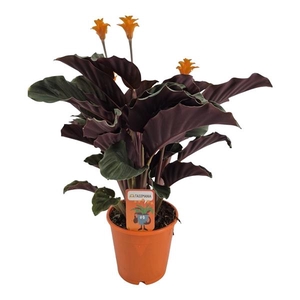 Calathea crocata 'Tassmania'