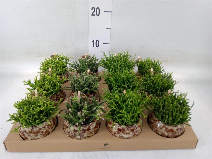 <h4>Rhipsalis   ...mix</h4>
