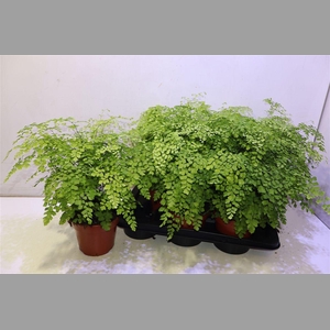 Adian Rad Fragrans