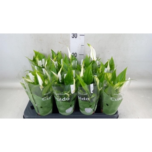 Spathiphyllum  'Pearl Cupido'