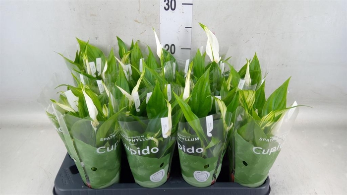 <h4>Spathiphyllum 'Pearl Cupido'</h4>