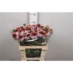 Echi Purpurea