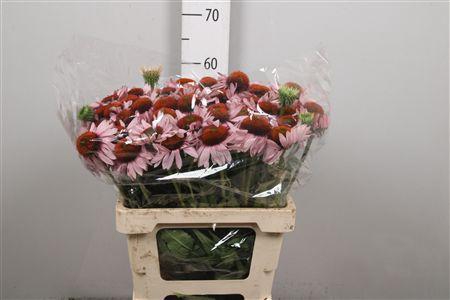 <h4>Echi Purpurea</h4>