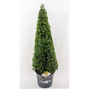 Ilex crenata Dark Green, P32, Kegel 90-100cm