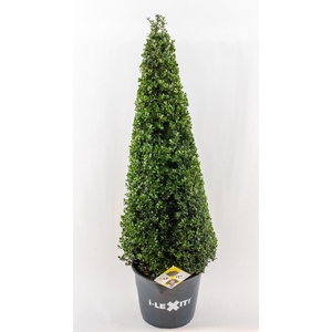 Ilex crenata Dark Green, P32, Kegel 90-100cm