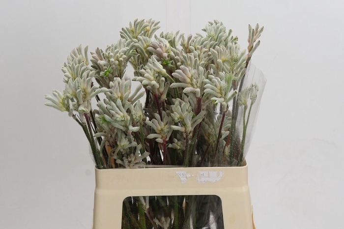 Kangaroo Paw Bush Diamond