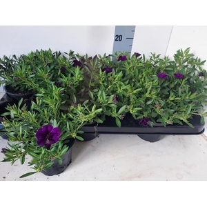 CALIB MINIF D AMETHY