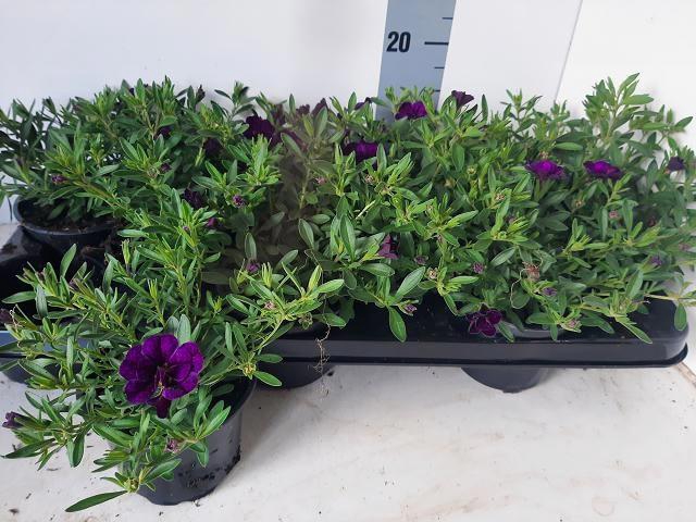 <h4>CALIB MINIF D AMETHY</h4>