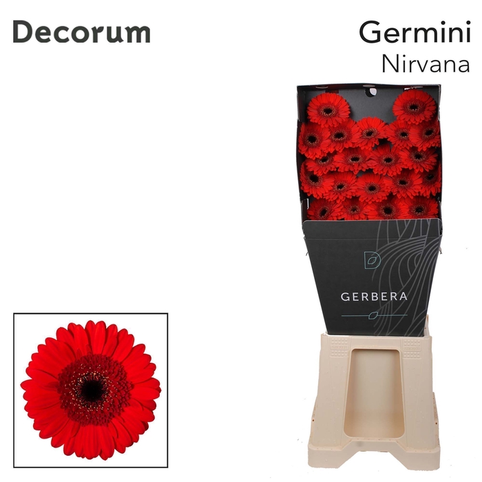 <h4>Germini Nirvana Diamond</h4>