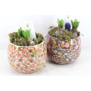 arr4 Hyacint FL - Late fashion rond x3