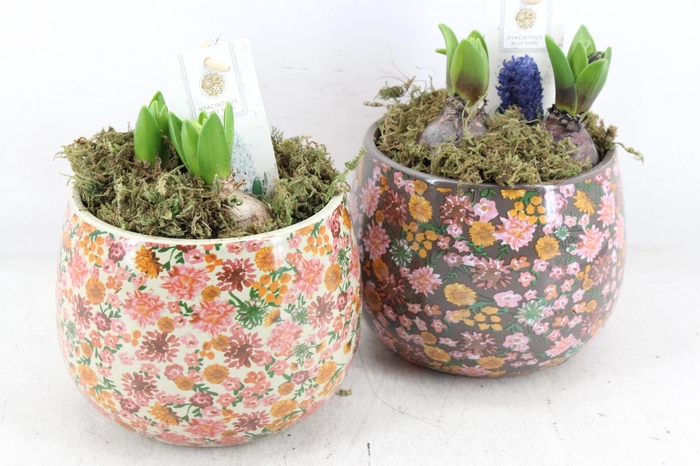 <h4>arr4 Hyacint FL - Late fashion rond x3</h4>