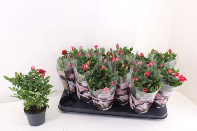 <h4>RO GIGI PARTY</h4>