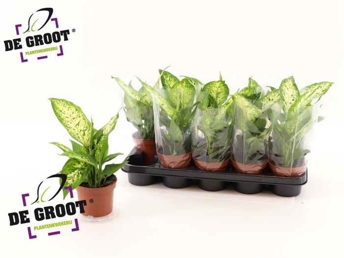 <h4>DIEFF COMPACTA</h4>