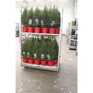 Picea Gl December