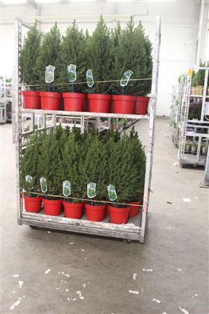 <h4>Picea Gl December</h4>