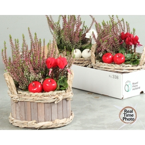 ARR TUINPLANTEN