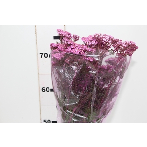 ACHILLEA MILLEFOLIUM PINK TINTURADA 060 CM