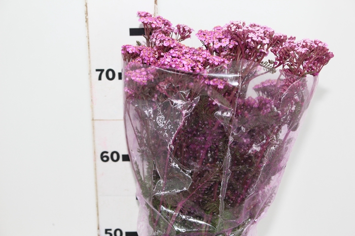 <h4>ACHILLEA MILLEFOLIUM PINK TINTURADA 060 CM</h4>