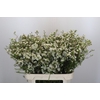 Chamelaucium Dancing Queen White