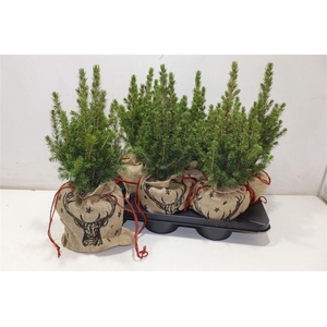 arr8 Picea Gl Conica In Jute Zak