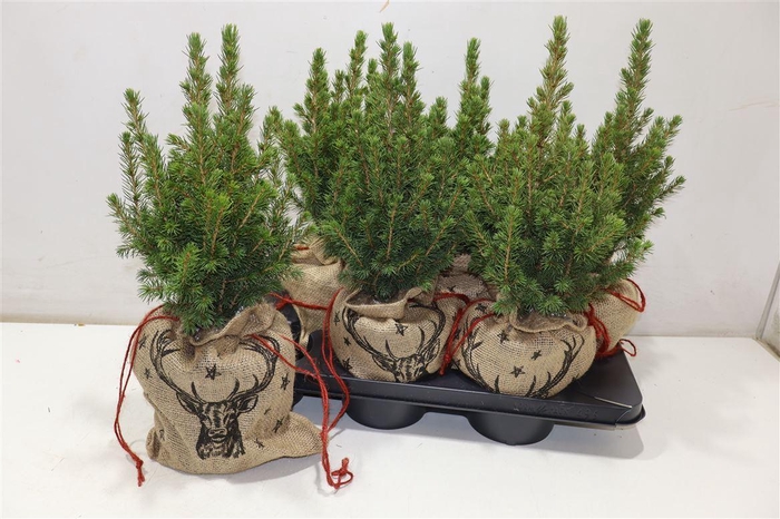 <h4>Picea Gl Conica In Jute Zak</h4>